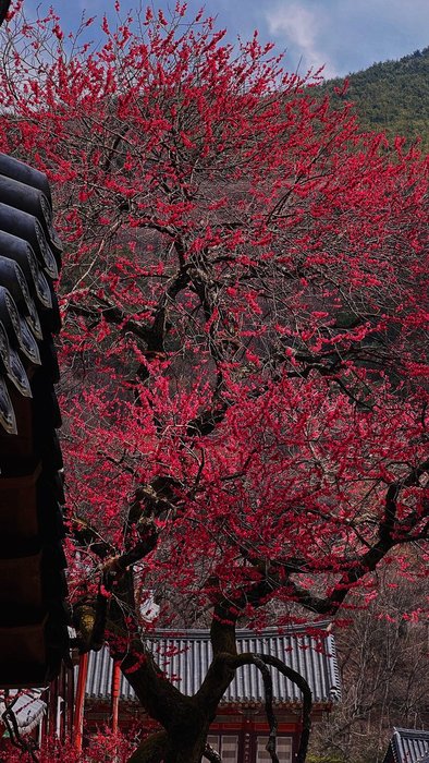 Thumbnail of www-x-com-travelkim-status-1771072983169196126-e72e0d53f6b54b2f