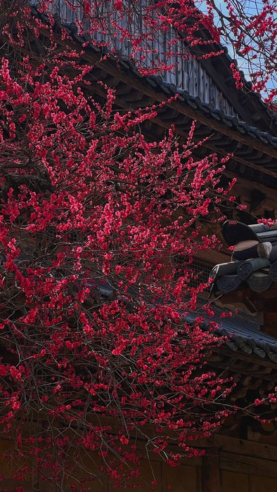 Thumbnail of www-x-com-travelkim-status-1771072983169196126-e72e0d53f6b54b2f