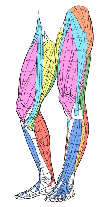 Thumbnail of www-x-com-kato-anatomy-status-1572146875326926848-ec717d5b842b4c9a