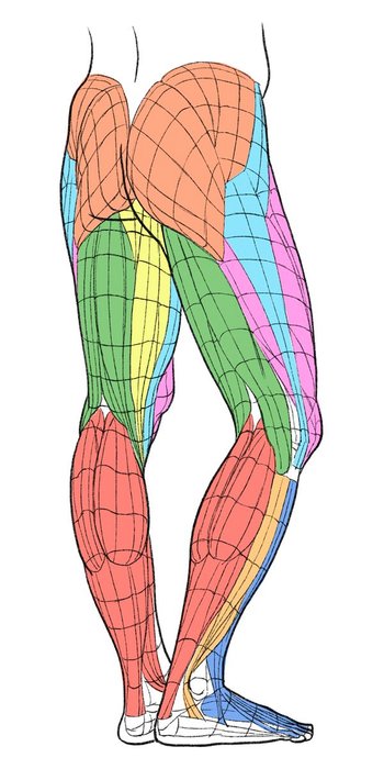 Thumbnail of www-x-com-kato-anatomy-status-1572146875326926848-ec717d5b842b4c9a