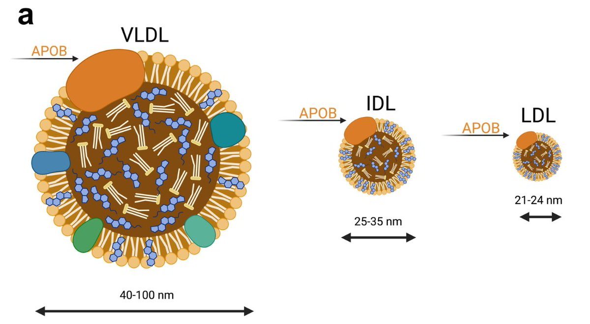 Thumbnail of www-x-com-davidasinclair-status-1763226096244310348-f8173b3e3d0846fc