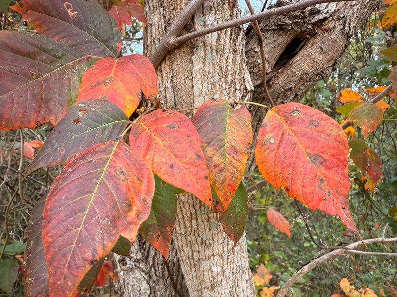 Preview of 6dd7f045d2bc-jpg