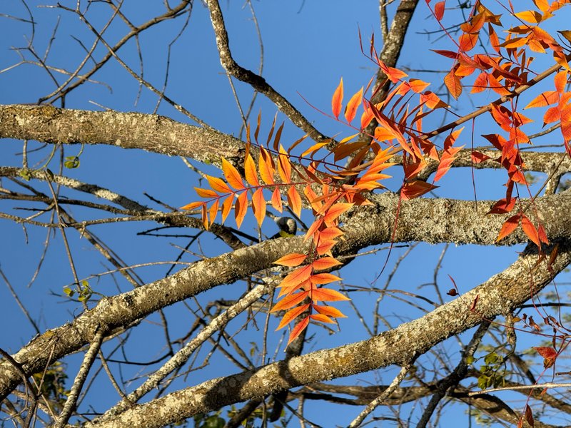 Preview of b78edfc67193-jpeg