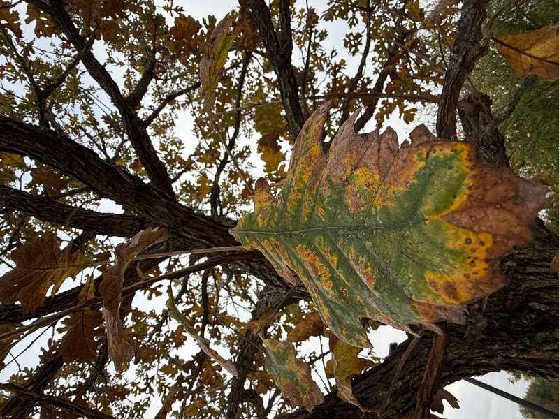 Preview of cc525bc44398-jpg