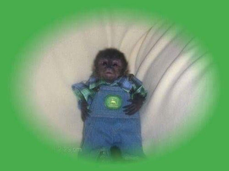 Preview of 5747-jpeg