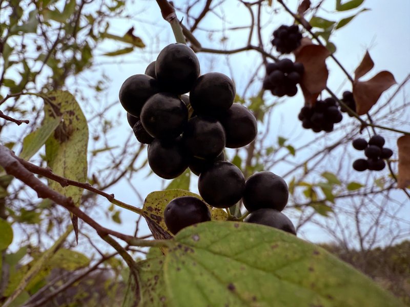 Preview of 35ea4f89a874-jpg