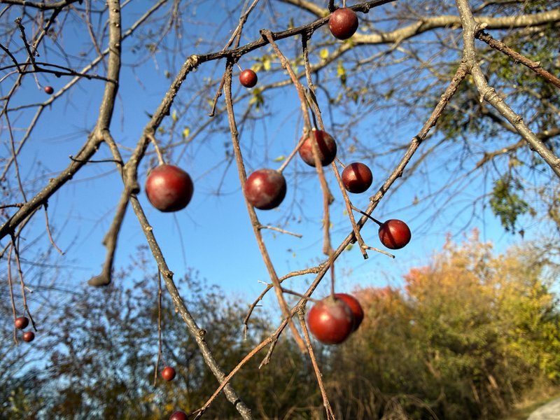 Preview of d0716574ffcc-jpeg