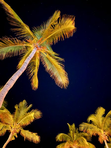 Preview of 0262-jpeg-f7291fbc60f64bc2