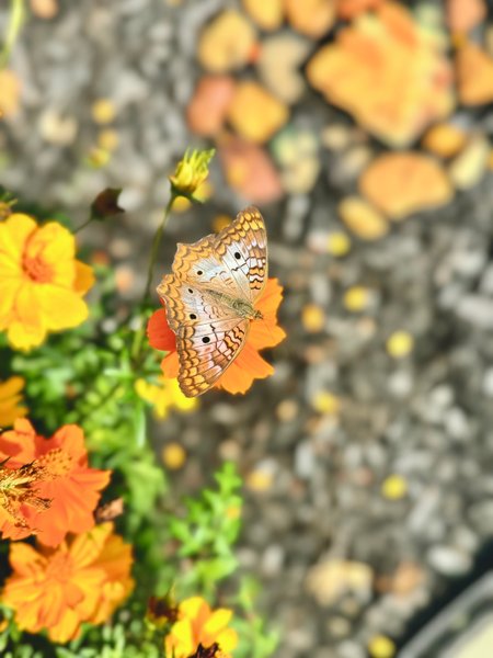 Preview of 9342036e8156-jpg