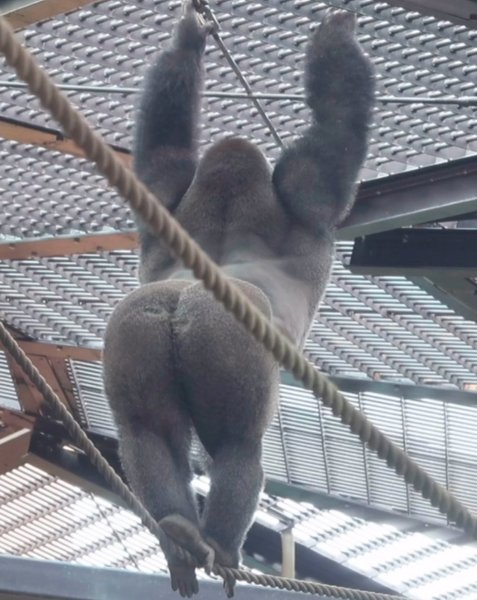 Preview of 6264-jpeg