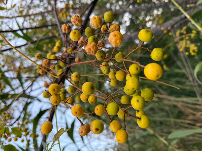 Preview of 05b780fb2f4b-jpg