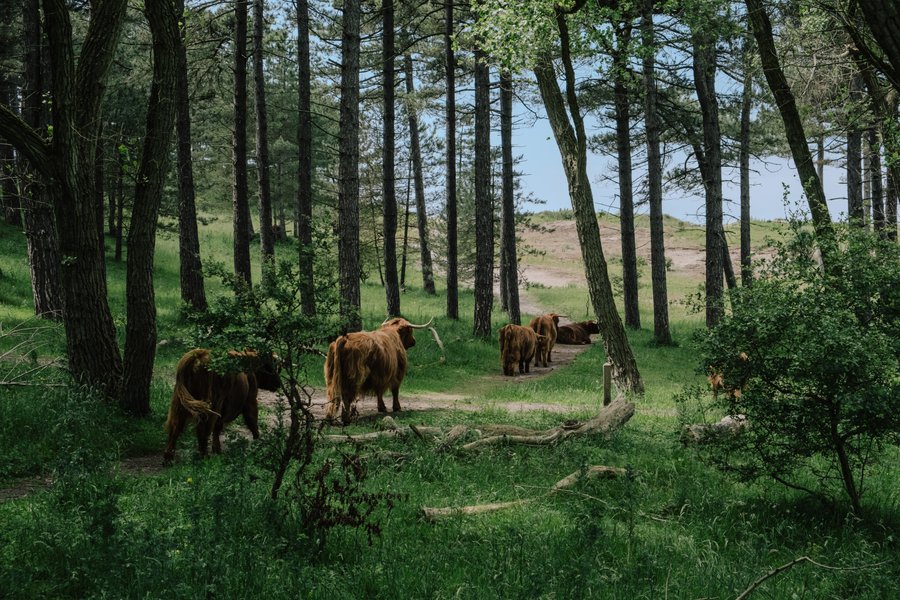 Preview of a593ff96-jpeg