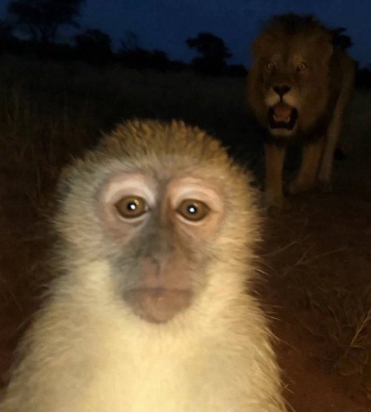 Preview of 5317-jpeg