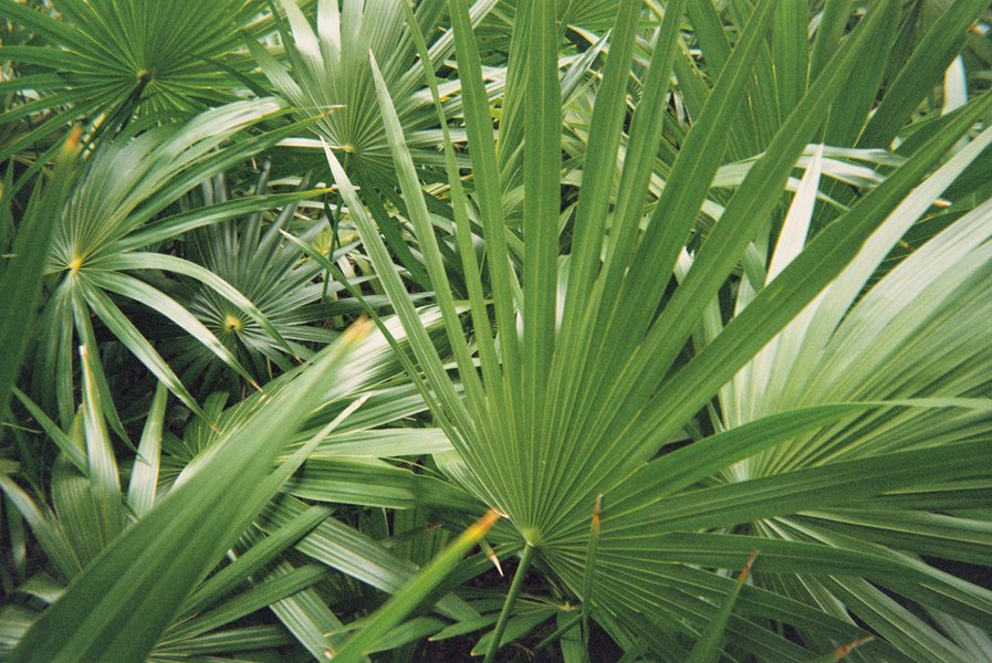 Preview of fronds-jpeg