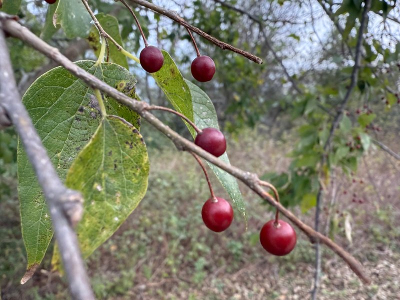 Preview of 89393295d08c-jpg