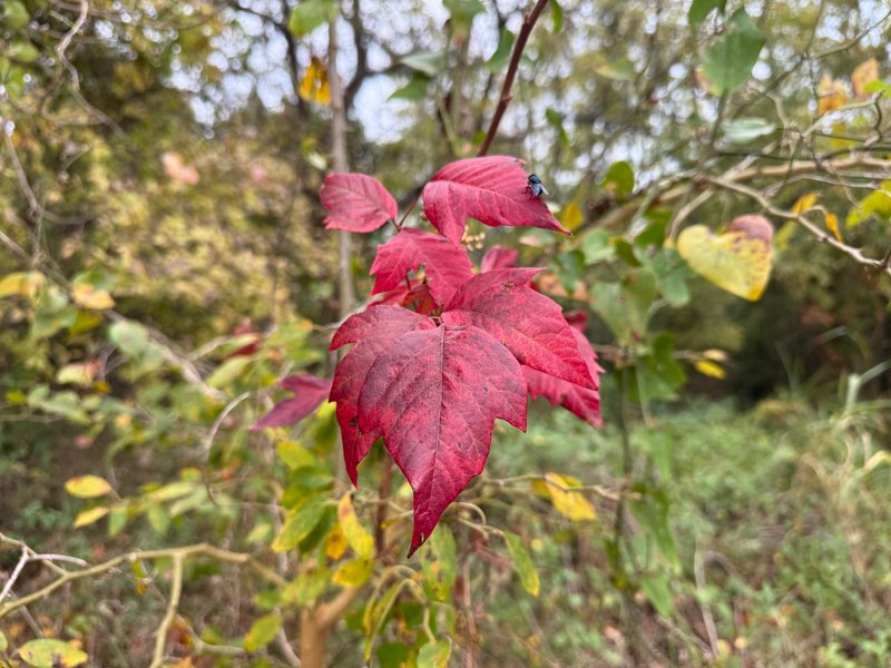 Preview of 149a6066e412-jpg