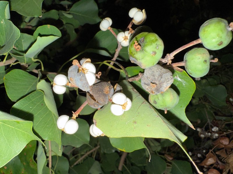 Preview of dd1afe85fb93-jpg