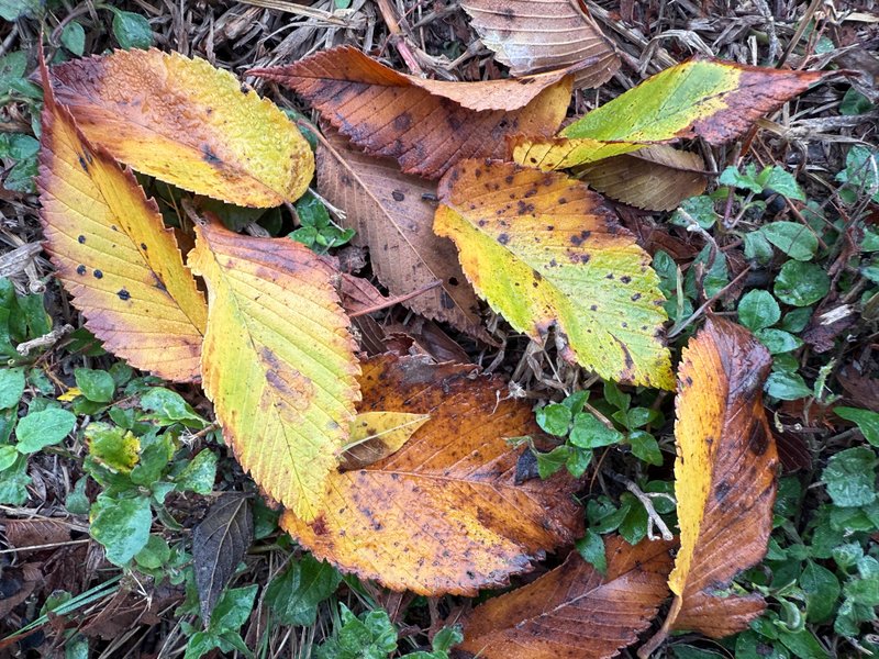 Preview of d8923960bc6e-jpg