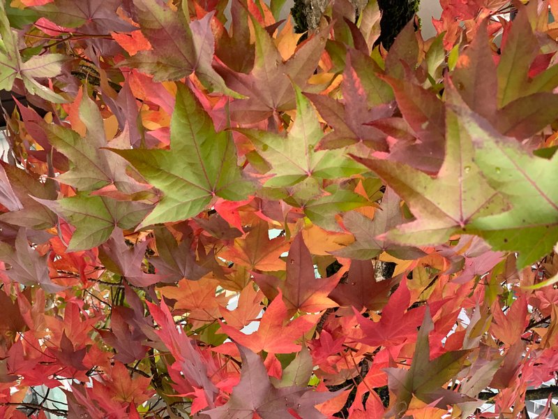 Preview of 4822-jpeg-b22e707115584430