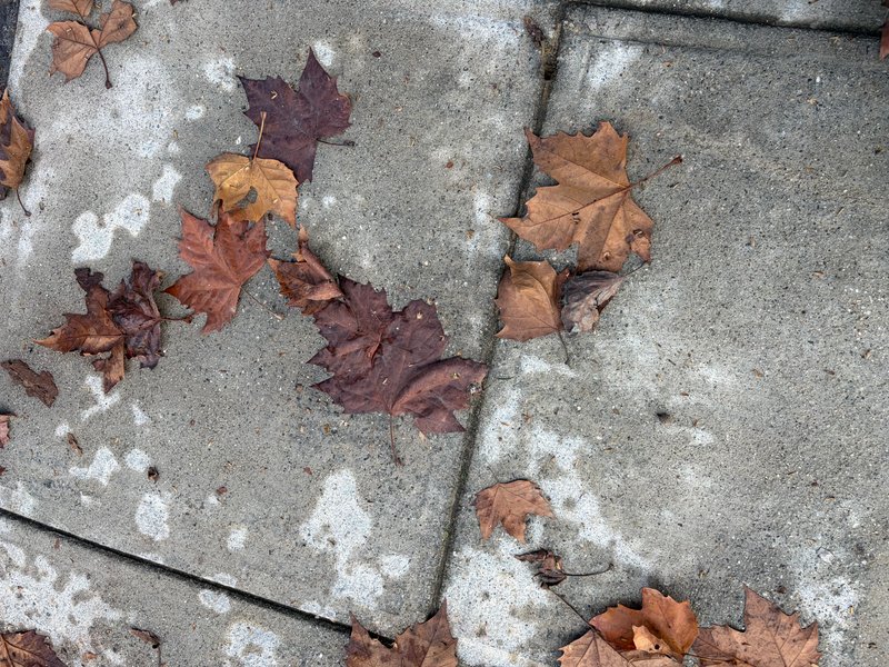 Preview of 0018-jpeg-c3c31d4bfcc64ae4