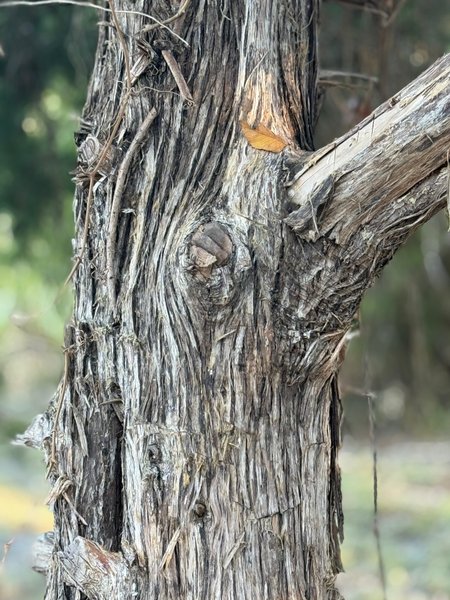 Preview of d883cae253d9-jpg