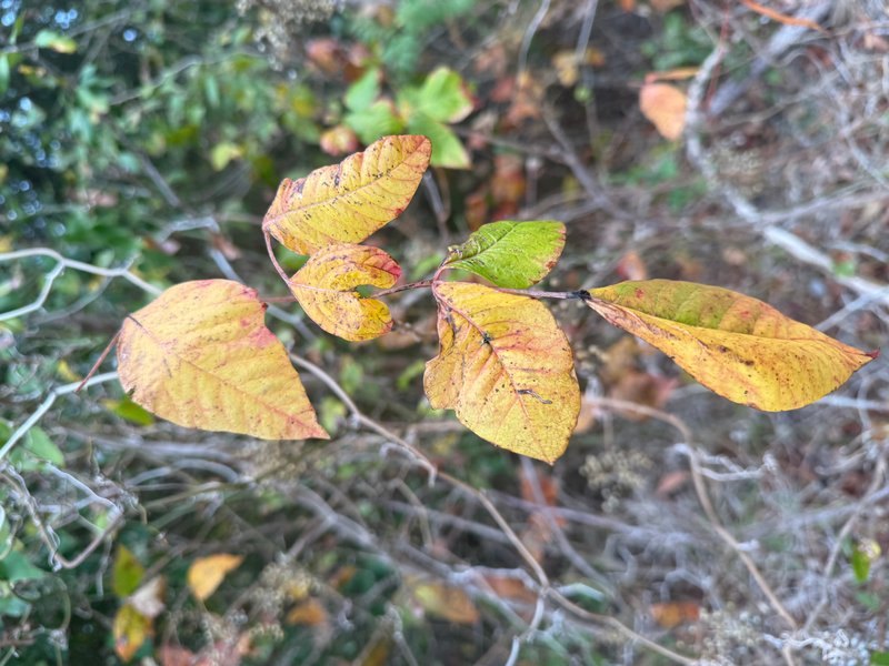 Preview of 189b67645b85-jpg