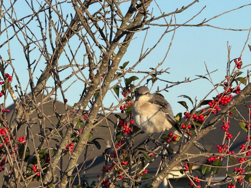 Preview of 8e9a0fb06d60-jpg