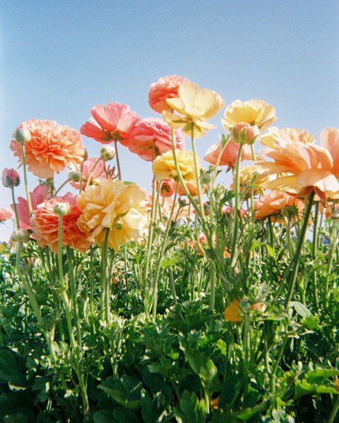 Preview of flowers-jpeg-e05a6b275d0f4ea8