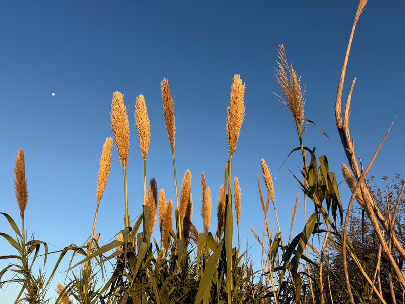 Preview of 533b007ffd4d-jpg