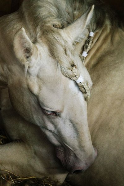 Preview of horse-jpeg