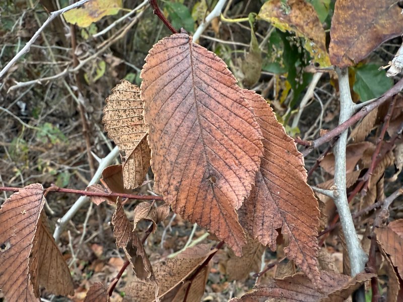 Preview of da8356e284a3-jpg