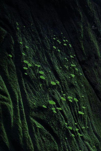 Preview of 33079323-jpeg