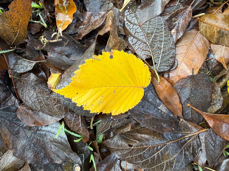 Preview of b7a4b1583071-jpeg