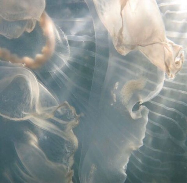 Preview of 0190-jpeg-f21b03a43bf64f1c