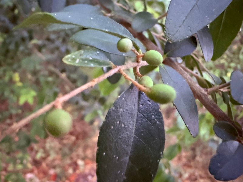 Preview of 56fced7dd794-jpg