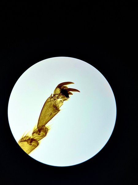 Preview of renderedimage-jpeg-d672e4bd3c384be0