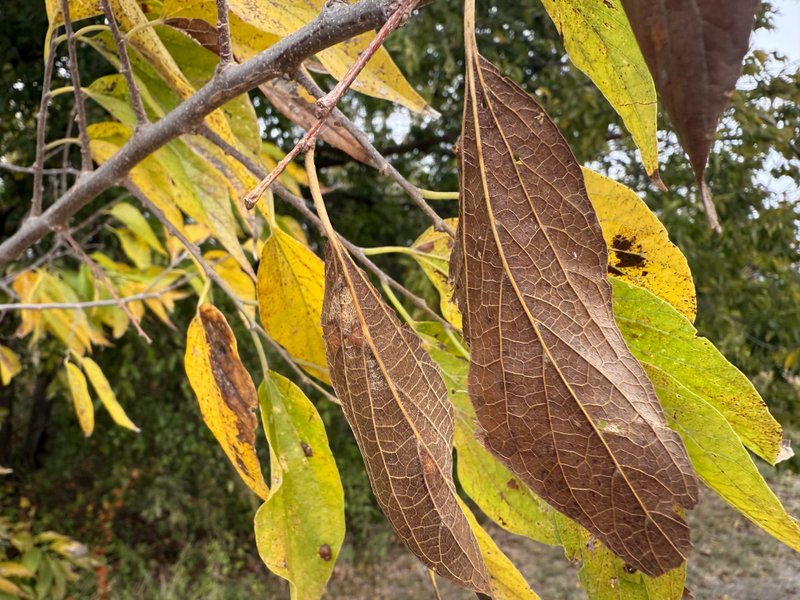 Preview of 56c5f16551a3-jpg