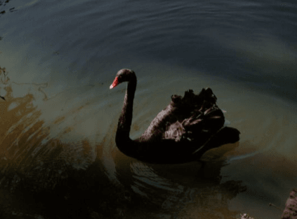 Thumbnail of Image