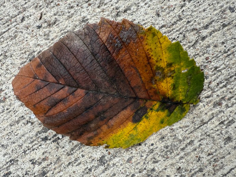 Preview of 0eb514f7d3a8-jpg