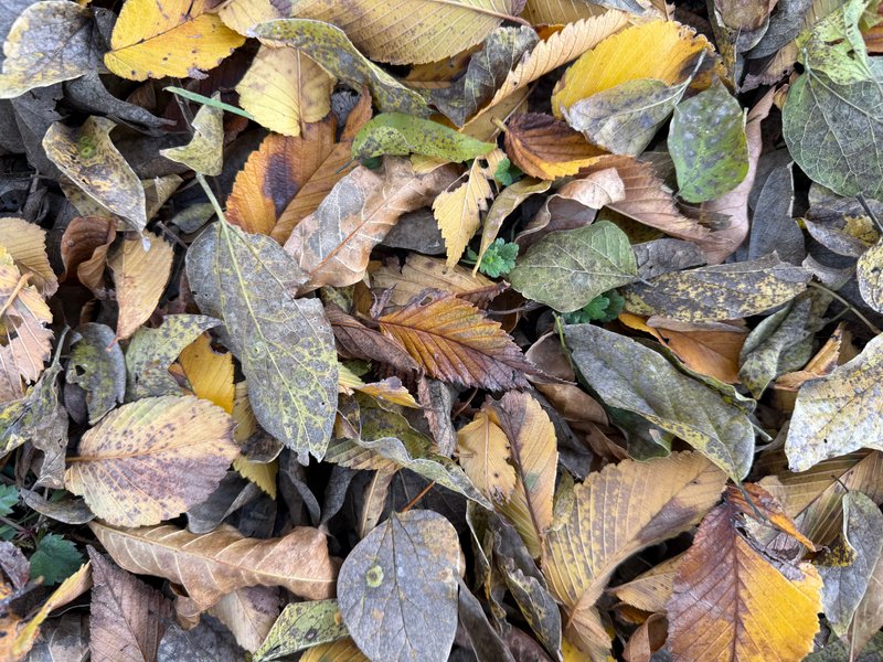 Preview of fcffe9c91194-jpeg