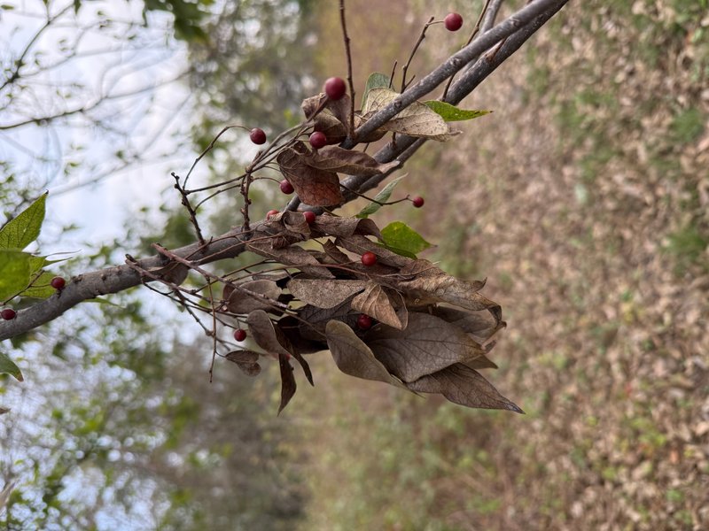 Preview of 95d3c185061b-jpg