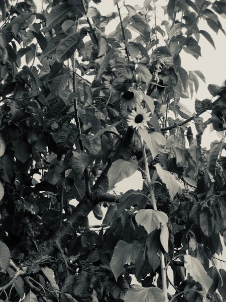 Preview of 5246-jpeg