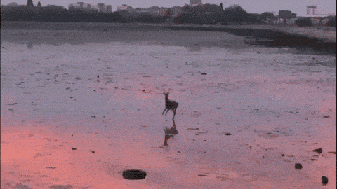 Preview of tmp-gif