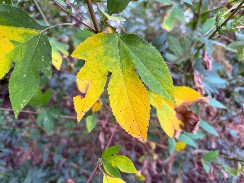 Preview of 567bec653e81-jpg