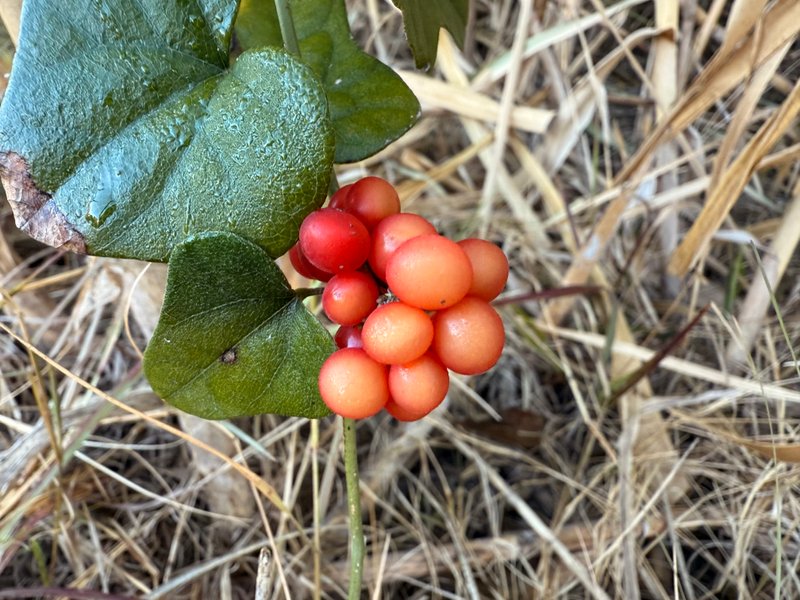 Preview of a25285fd0cf2-jpg