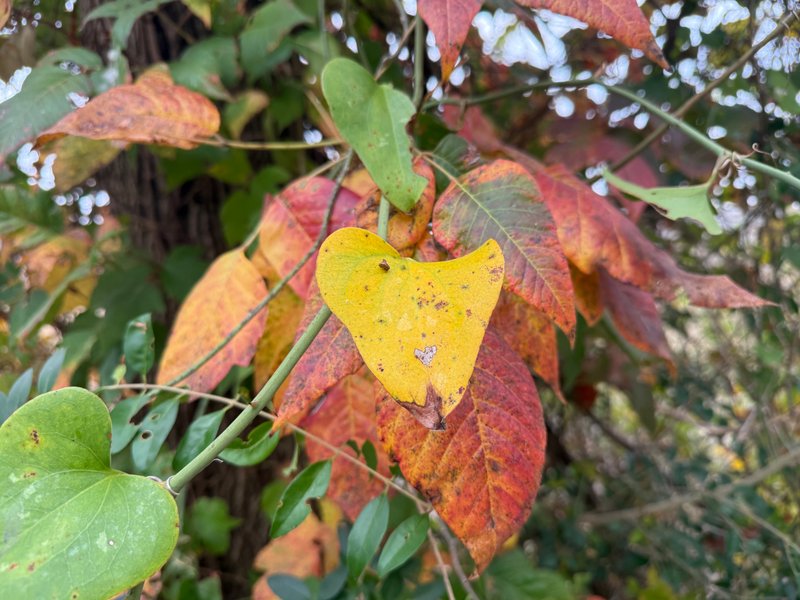 Preview of 28acbf674ccf-jpg