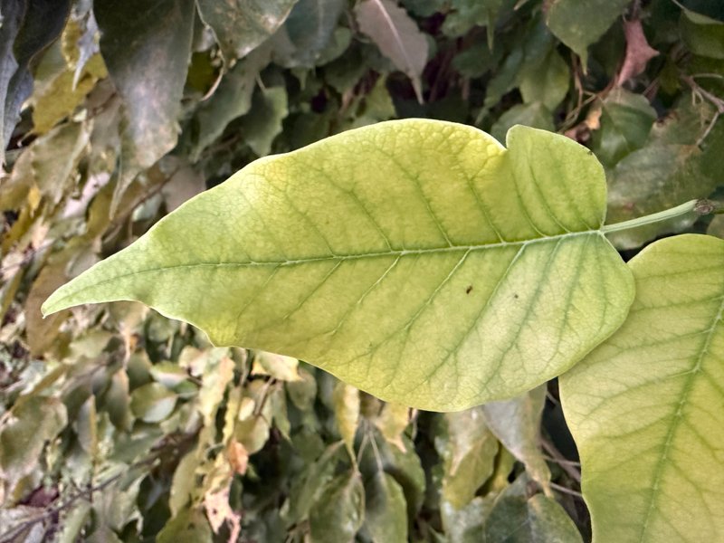 Preview of 6189417d7efd-jpg