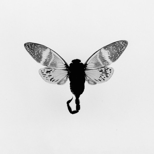 Thumbnail of Image