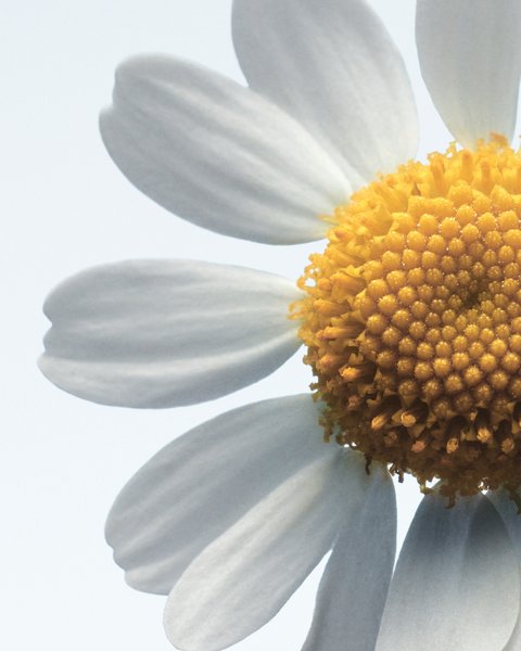 Thumbnail of Image