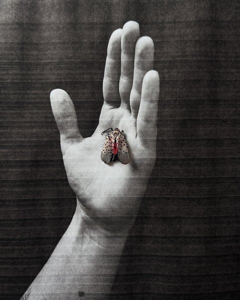 Thumbnail of Image